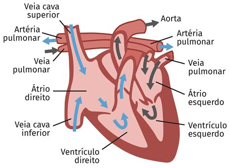 Como Funciona O Coração Humano - Arterias Anatomia Do Coracao Pneumoimagem Portal De Imagens E
