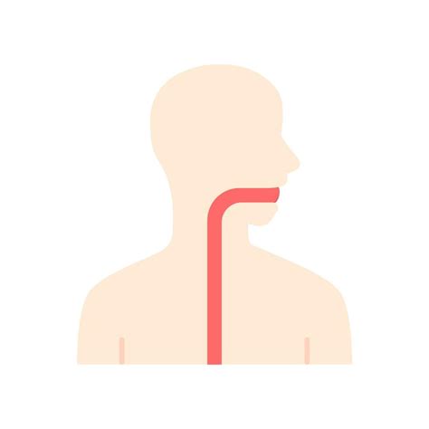 Healthy Throat Flat Design Long Shadow Color Icon Oral Cavity Pharynx