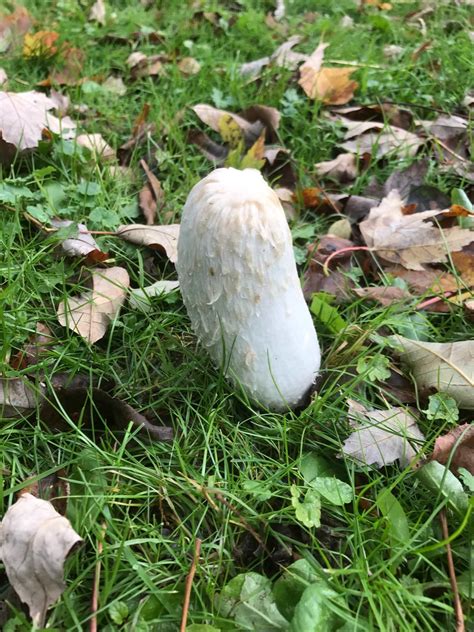 Central New York, near an elm tree. Two more in comments : r/mycology
