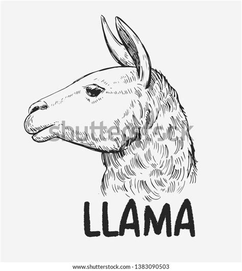 Llamas Head Drawn Outline Converted Vector Stock Vector Royalty Free