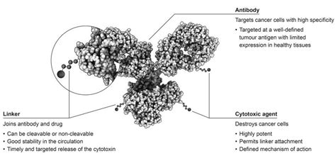 The Structure Of Antibody Drug Conjugates Adcs 1 3 Download Scientific Diagram