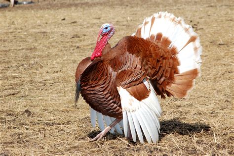 Bourbon Turkey The Poultry Site