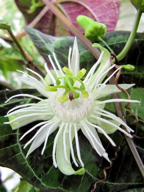 Passiflora Trifasciata Wildlife Habitat Passion Flower Plant Pictures Myrtle Habitats