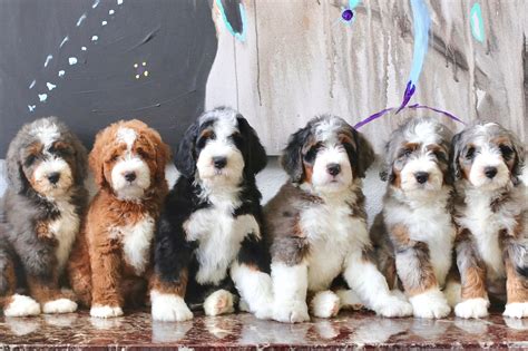 Our Previous Bernedoodle Puppies Namaste Bernedoodles