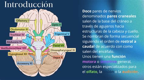 SOLUTION Nervios Craneales Studypool