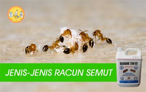 Jenis Jenis Racun Semut Pt Panca Prima Wijaya