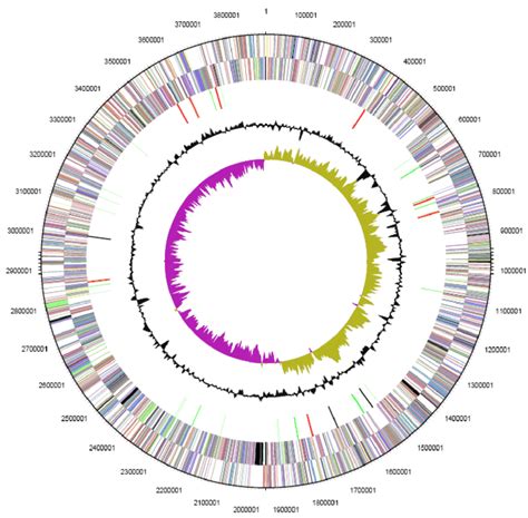 Graphical Circular Map Of The Chromosome From Outside To The Center