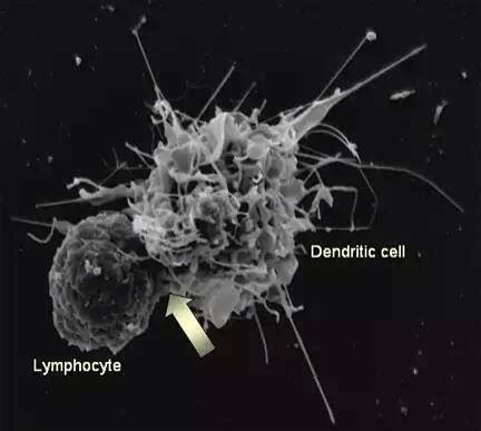 Dendritic Cells | Medical Laboratories