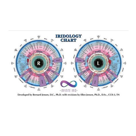 Iridology Chart By Dr Jensen Wallet Ellen Jensen