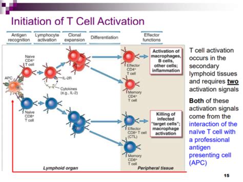 T Cell Mediated Immunity And Effector Mechanisms Flashcards Quizlet