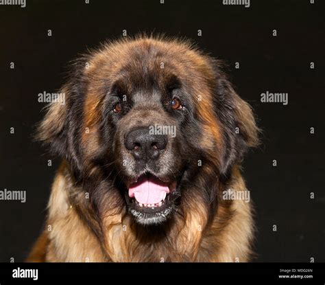 Son Pastores Cauc Sicos Buenos Perros De Familia