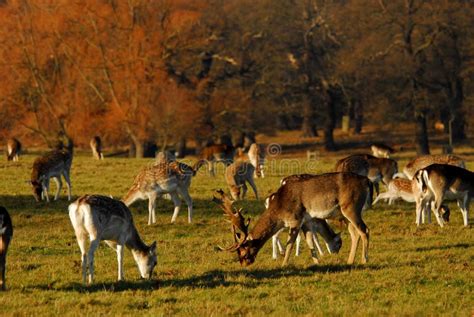 Winter in richmond park stock photo. Image of antlers - 7367230