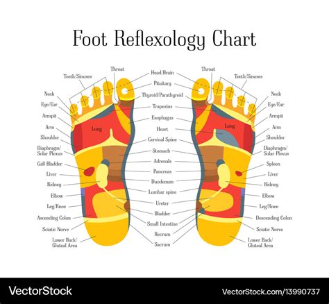 Reflexology Feet Therapy Chart Royalty Free Vector Image