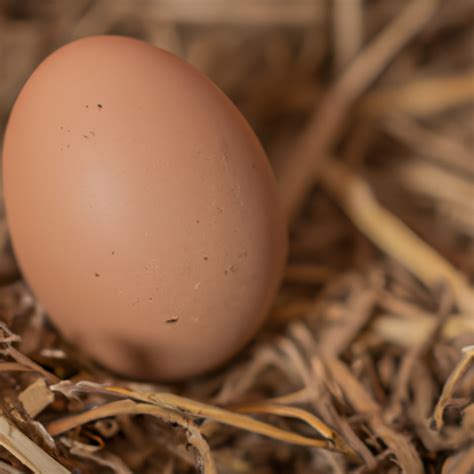 How Does Flock Size Influence Egg Production And Quality Chicken