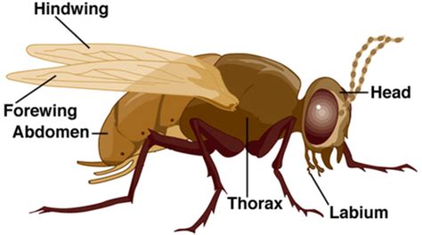 Unit Insecte I Lice And Fleas Flashcards Quizlet