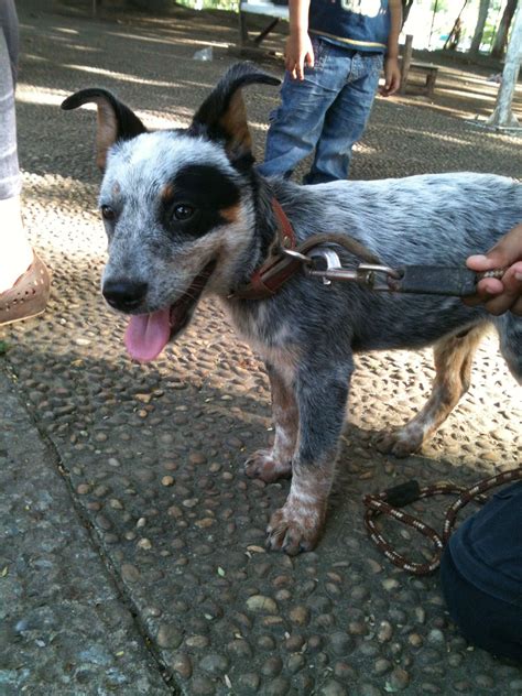 Discover 27 Australian Cattle Dog and Dog Lovers Ideas | heeler puppies