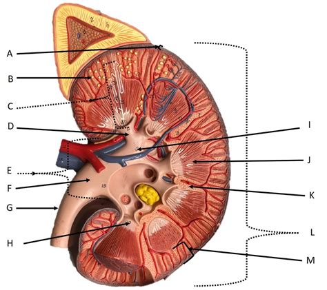 LEFT KIDNEY URINARY MODEL LAST EXAM Diagram Quizlet