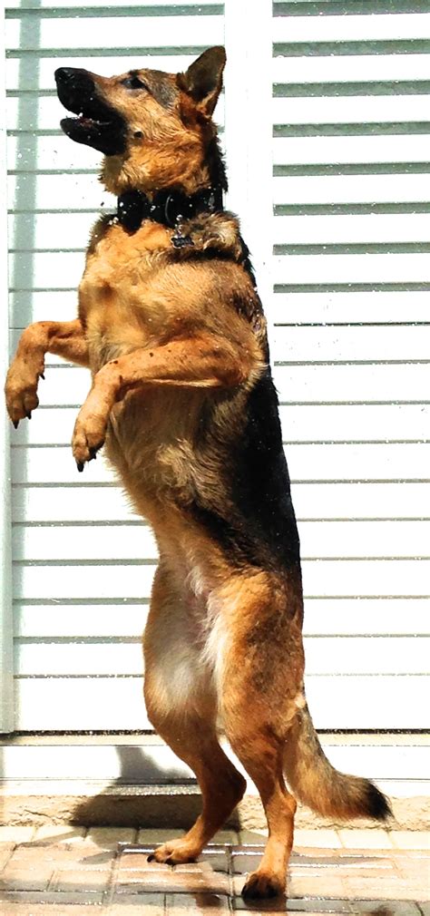 Are German Shepherds Really One Human Dogs