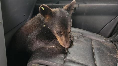 Chisago County Officials Rescue Bear Cub Found In Driveway 5 Eyewitness News