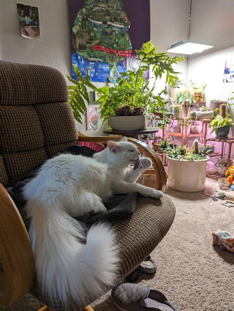 milk rcatsandplants