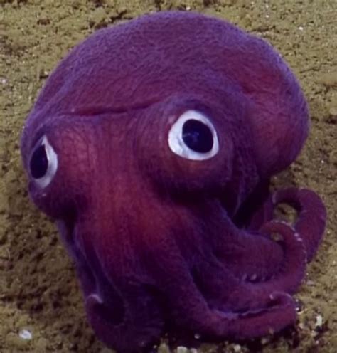 Strange purple sea creatures found in deep ocean trenches | Ocean creatures, Weird animals, Deep ...