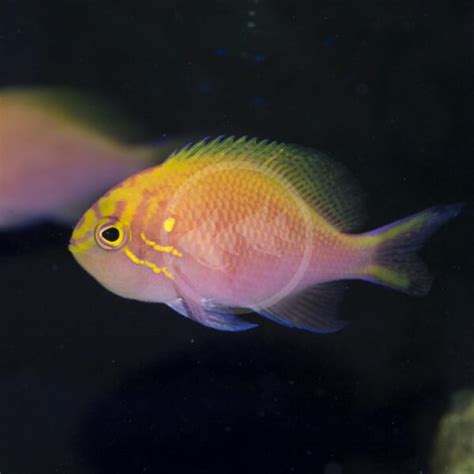 Anthias Fathead Sunburst Serranocirrhitus Latus Aquatics Unlimited