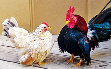 Serama Chicken Breed - Guide About the World’s Smallest Chicken Breed