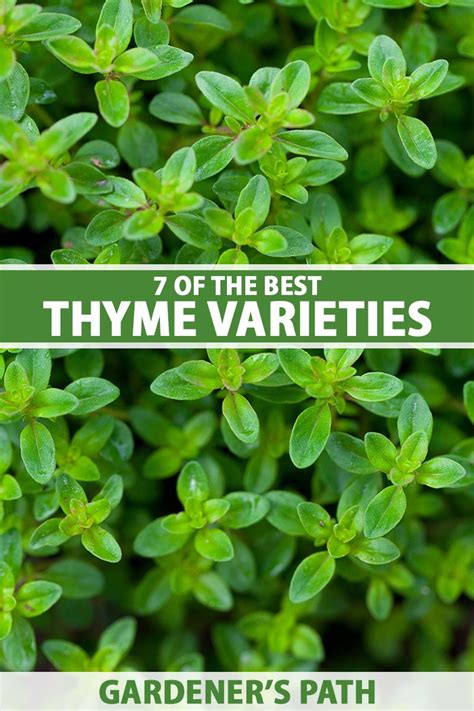 7 of the Best Thyme Varieties for Your Herb Garden