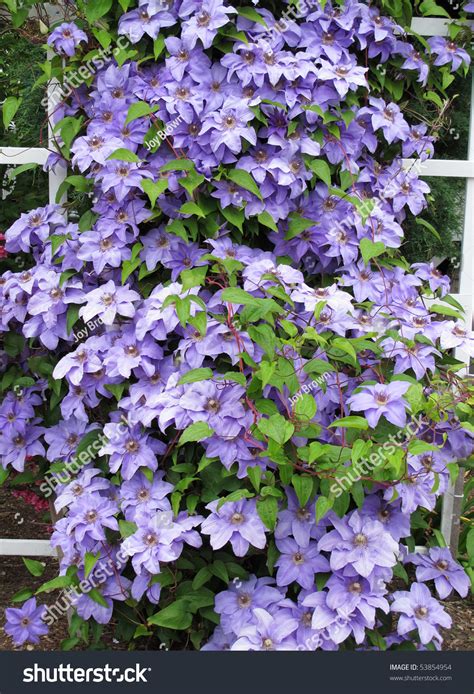 Lavender Clematis Vine On White Trellis Fence Stock Photo 53854954 : Shutterstock