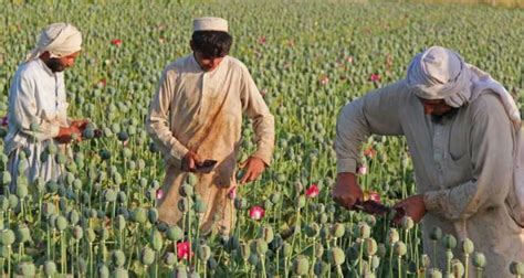 Record Opium Production In Afghanistan Creates Challenges For Region