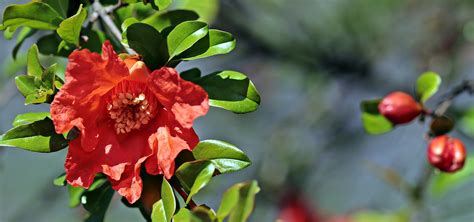 Cómo y cuándo plantar Camelias guía completa mijardin es