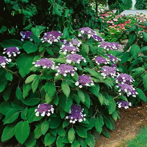 Hydrangea Aspera Hot Chocolate Samthortensie Hot Chocolate