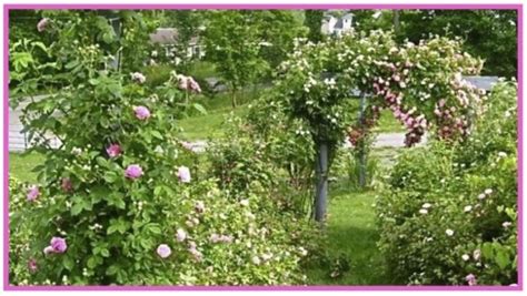 Gardening Secrets Experts Never Tell You Hubpages