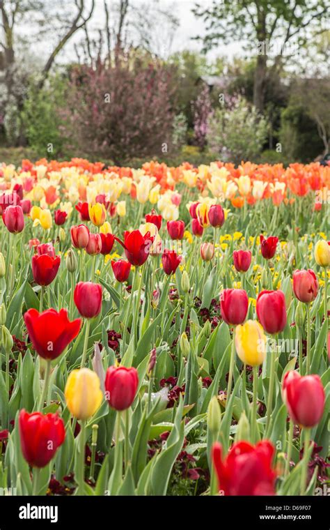 garden of tulips Stock Photo - Alamy