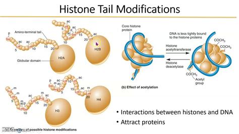 Eukaryotic Gene Regulation Histones YouTube