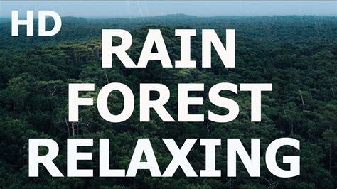 3 Hours Of Gentle Forest Rain Rain Sounds For Relaxing Sleep Insomnia