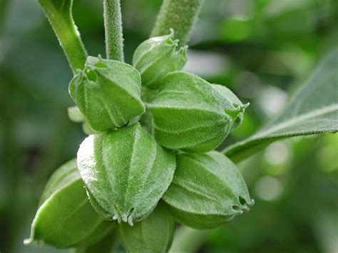 Adiós Al Estrés Con La Ashwagandha O Ginseng Indio Derbós Laboratorio Natural