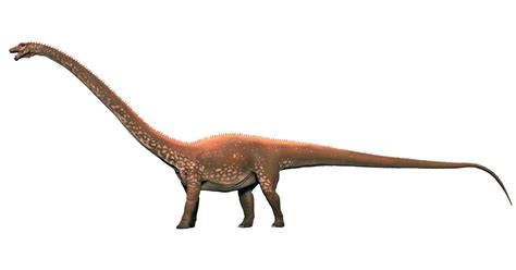 Diplodocus | Diplodocus Facts | DK Find Out