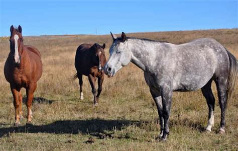 Curious Kids: why don't horses sit or lie down even while sleeping?