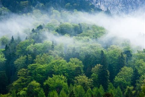 Green forest in the fog stock image. Image of misty, park - 20059911