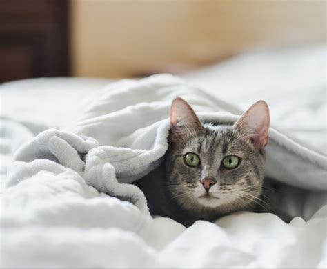 Como Proteger Seu Pet Durante O Sobe E Desce Das Temperaturas