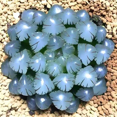 ob haworthia cooperi ob succulent shopee malaysia
