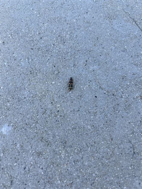 Convergent Lady Beetle From Gardella Ave Reno NV US On April 21