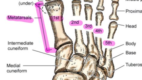 Film Eval Distal Lower Extremity Flashcards Quizlet