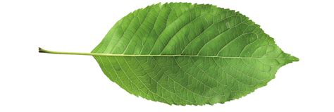 leaf texture background png