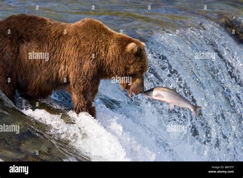 Brown Grizzly Bear Ursus Arctos Horribilis Fishing For Sockeye Salmon