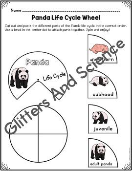 Life Cycle Of A Panda Panda Life Cycle Wheel Panda Life Cycle Activity