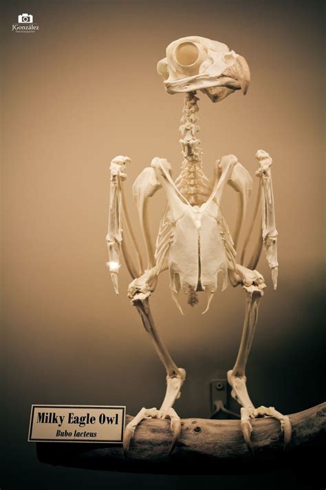 Owl Skeleton By Jgonzález Photography 500px Owl Skeleton Animal