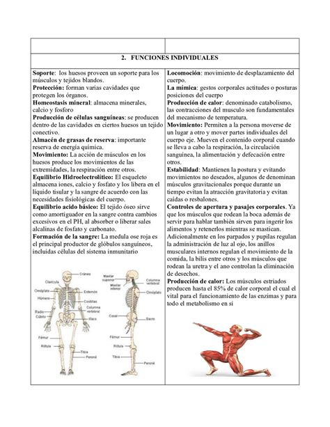 Cuadro Comparativo Sistema Oseo Y Muscular Morfofisiología Grupo 8