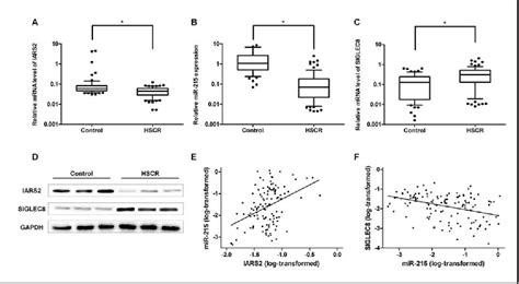 Figure From Role Of Mir In Hirschsprung S Disease Pathogenesis By